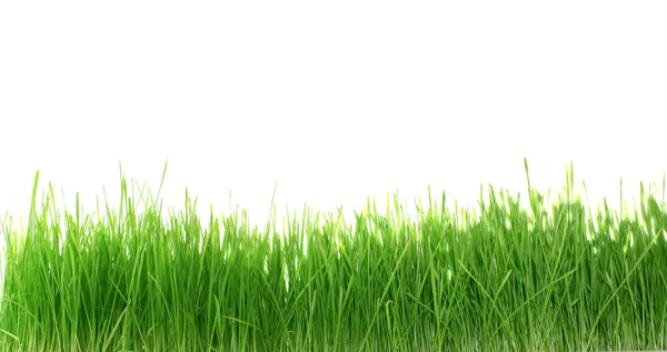 stock image Green grass.