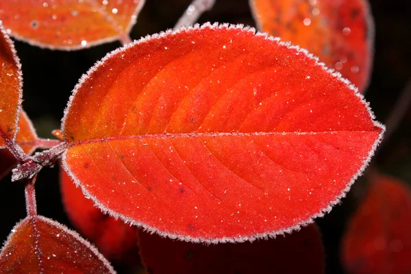 Красный осенний лист — стоковое фото