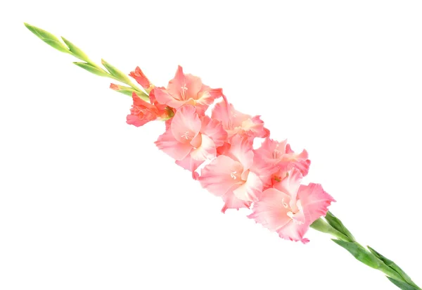 Blume einen Gladiolen — Stockfoto