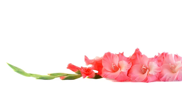 Flor de un gladiolo aislado . —  Fotos de Stock