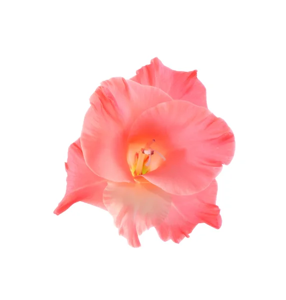 Flor —  Fotos de Stock