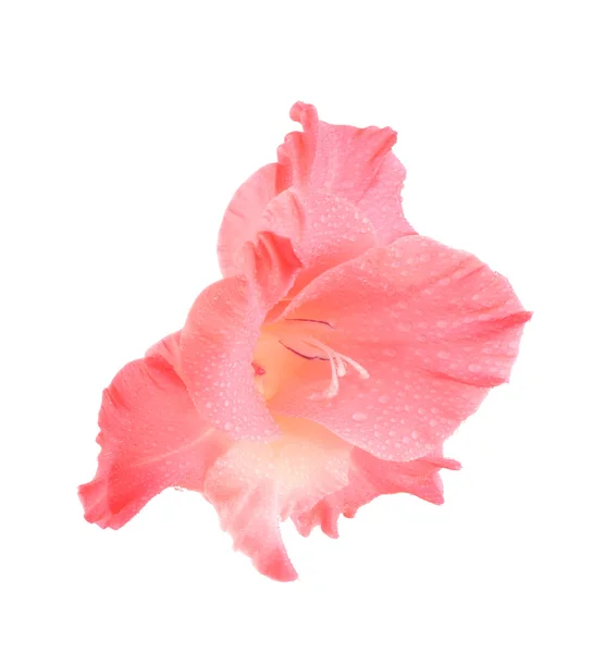 Flor rosa em gotas de água — Fotografia de Stock