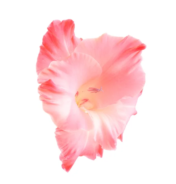 Rosa blomst – stockfoto