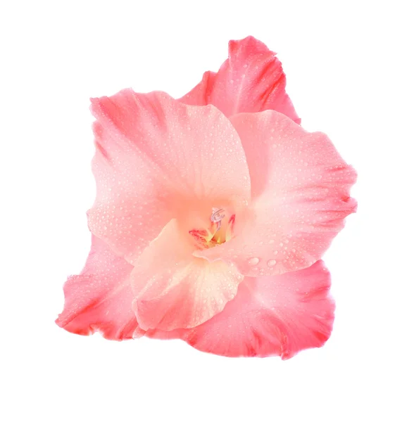 Flor rosa —  Fotos de Stock
