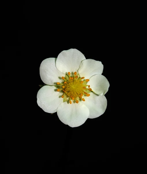 Kwiat Poziomka — Zdjęcie stockowe