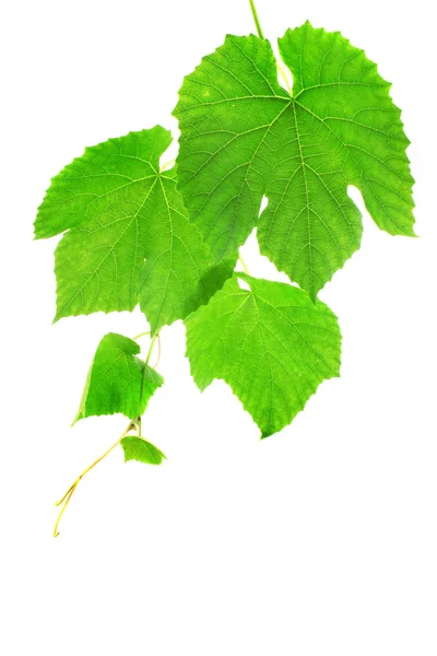 stock image Grapevine