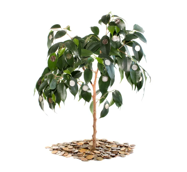 Árvore sobre dinheiro isolado . — Fotografia de Stock