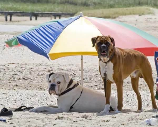 Cani in vacanza — Foto Stock