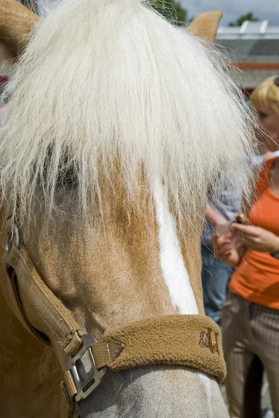 stock image Horse on marketplace