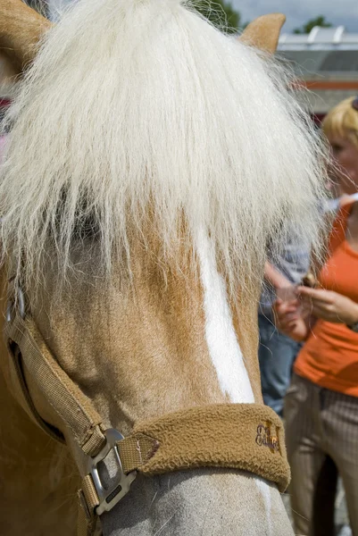 Paard op marketplace Stockfoto