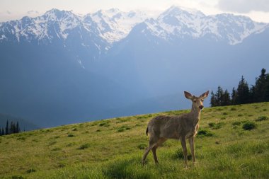 Young Buck and Peaks at Hurricane Ridge clipart