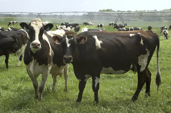 Молочный скот и орошение — стоковое фото