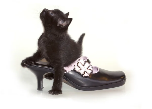 stock image Kitten in Shoe