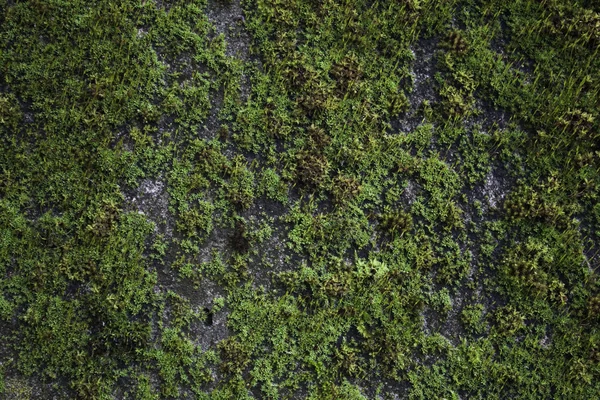 Groene mos op oude betonnen wand — Stockfoto