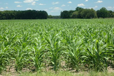 Corn_rows