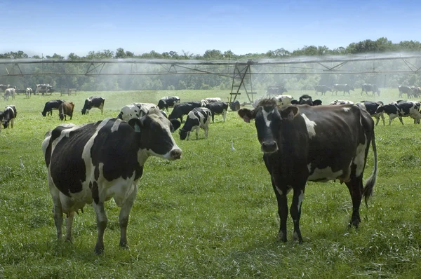 Tejelő tehenek és az öntözés — Stock Fotó