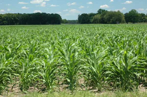 Corn_rows — Stock Photo, Image