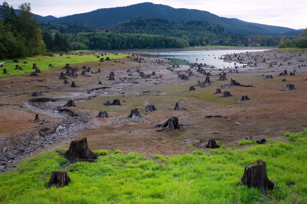 Estacas cortadas mortas no leito do rio — Fotografia de Stock
