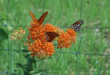 Butterfly Weed clipart