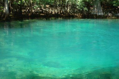 ManateeSpring clipart