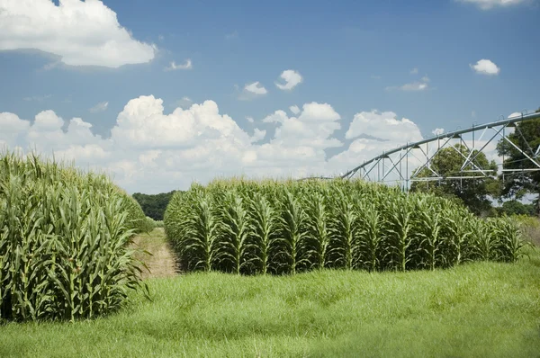 Kukorica sorok — Stock Fotó