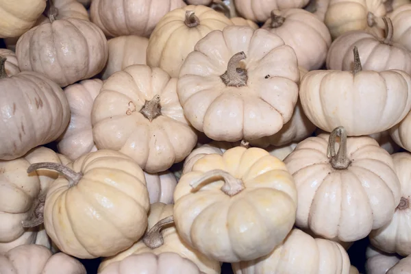 stock image Green and Orange Pumpkins