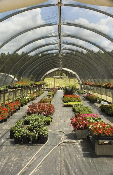Växthus med blommor — Stockfoto
