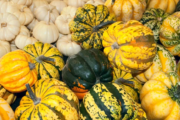 stock image Green and Orange Pumpkins