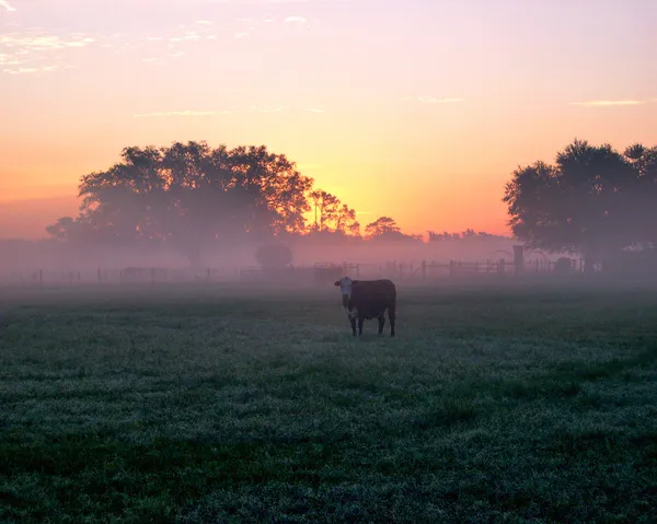 Levy County Sunrise — Stockfoto