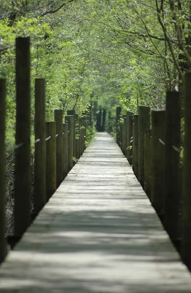 stock image Suwannee River Boardwalk