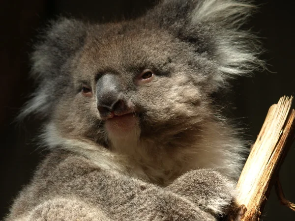 Koala lizenzfreie Stockbilder