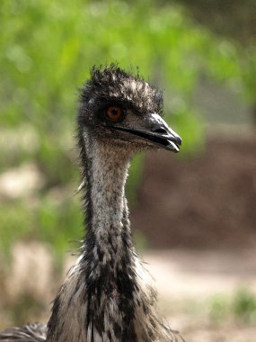 EMU