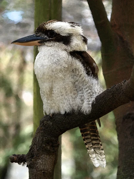 Kookaburra. — Foto de Stock