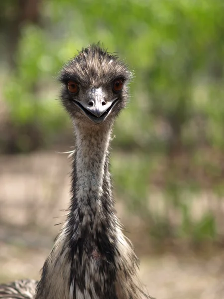 Emu starren Stockbild
