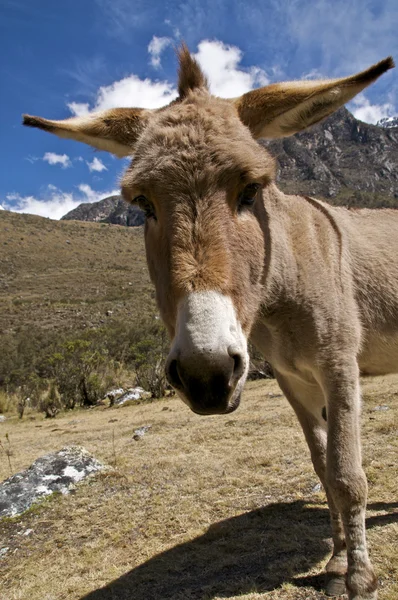 stock image Curious Donkey