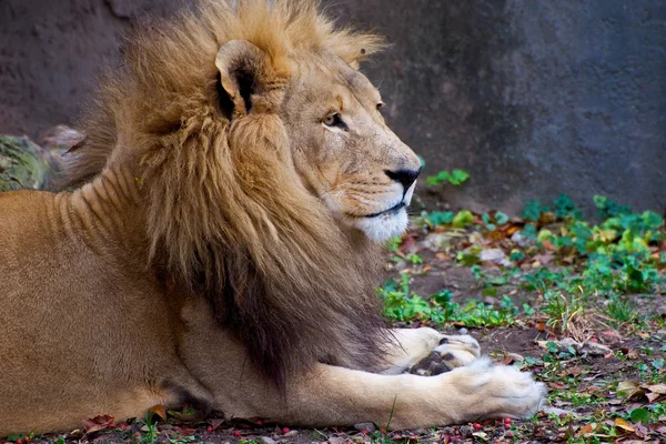 Αφρικανική αρσενικό λιοντάρι — Φωτογραφία Αρχείου