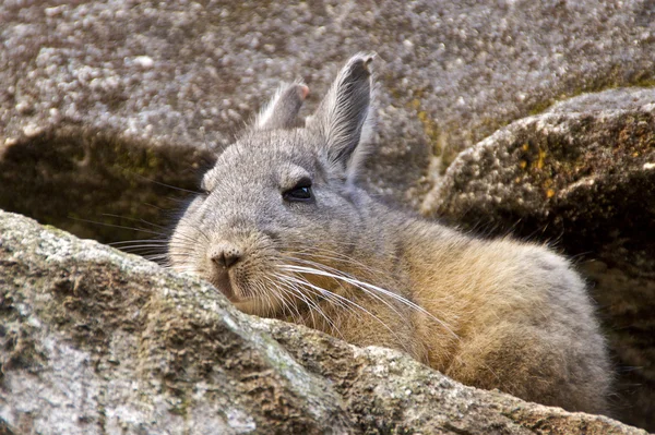 stock image Chinchilla