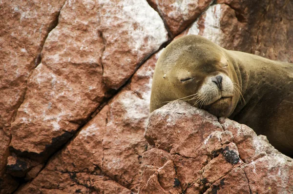 stock image Sea Lion