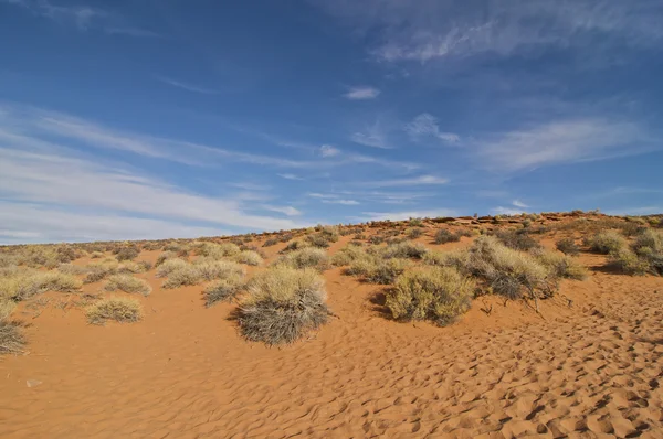 Wüste Arizona — Stockfoto