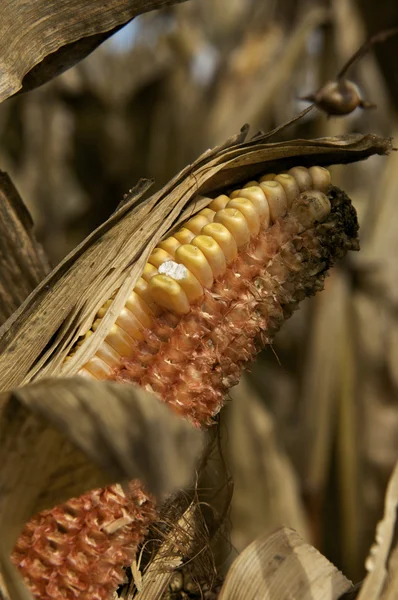 Gedroogde maïs — Stockfoto