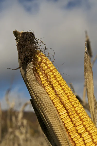 Karmić kukurydzy — Zdjęcie stockowe
