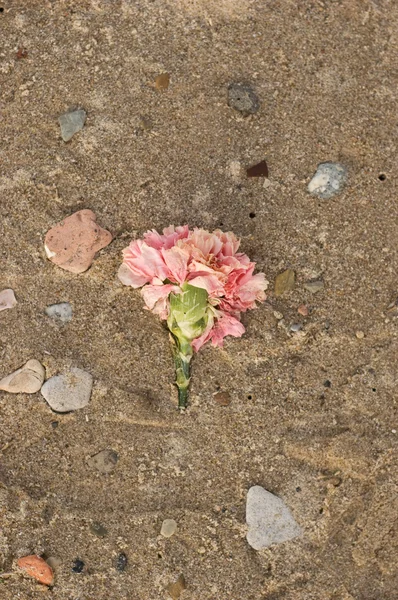 Квітка в піску — стокове фото