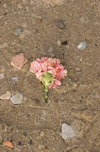 stock image Flower in the Sand