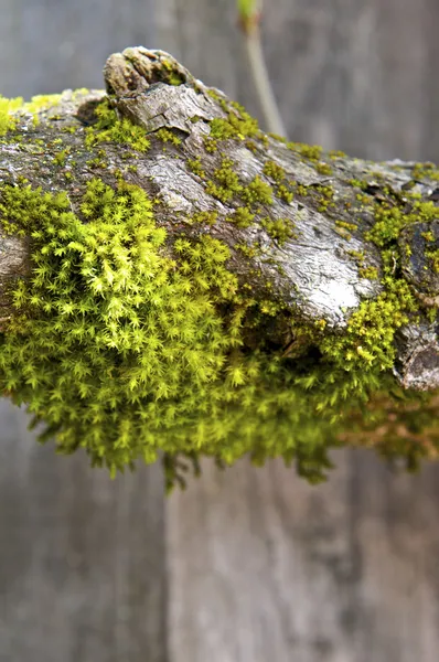 緑の苔 — ストック写真