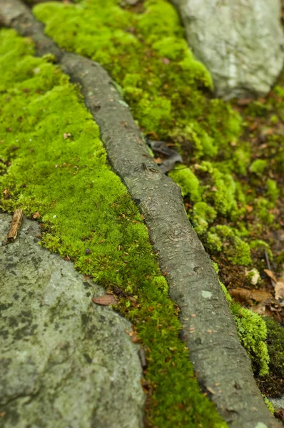 녹색 이끼 — 스톡 사진