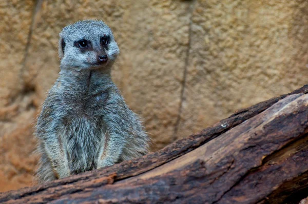 stock image Meerkat