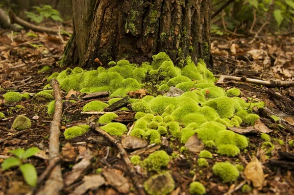 Yeşil yosun — Stok fotoğraf