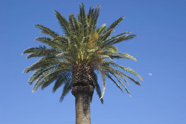 Одна пальма — стоковое фото