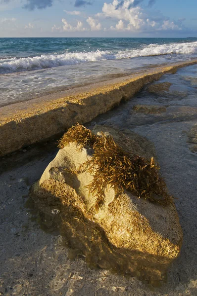 Seaweed on Rock — Stock Photo, Image