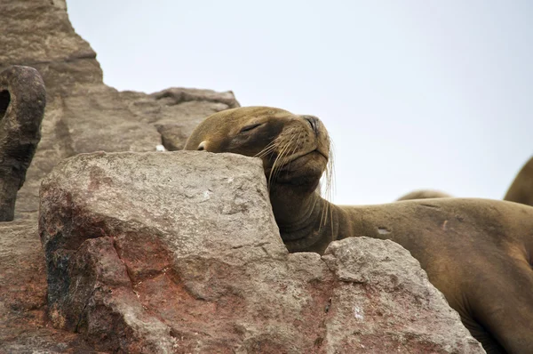 Leão-marinho adormecido — Fotografia de Stock